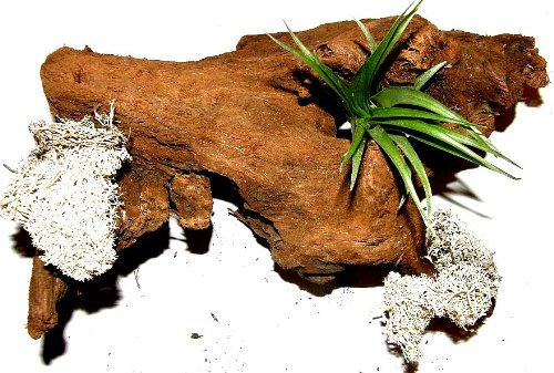 1 Wurzel bepflanzt mit einer Tillandsie und weissem Dekomoos, Terrarium