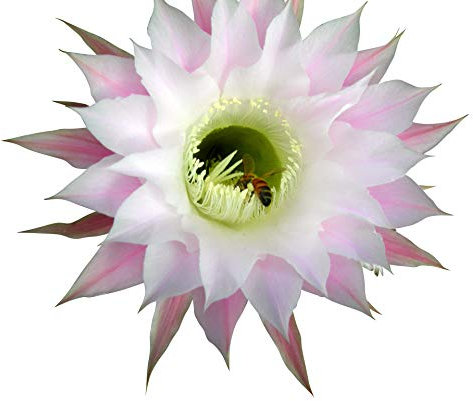 Cactus et plantes grasses en mélange 100 graines