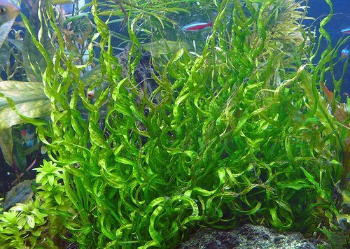AquaPlants Korkenzieher Schwertpflanze/Echinodorus vesuvius/Helanthium sp 'Vesuvius' *Rarität*