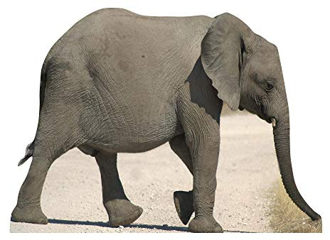 Star Cutouts Cut Out of Baby Elephant
