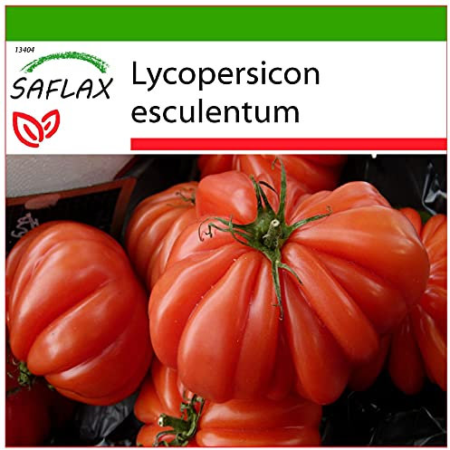 SAFLAX - Tomate - Costoluto Genovese - 10 Samen - Mit keimfreiem Anzuchtsubstrat - Lycopersicon esculentum
