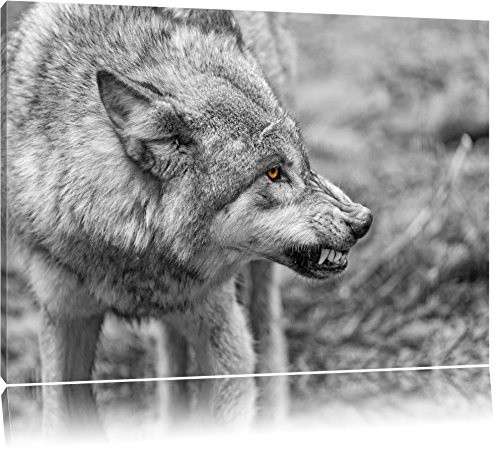 Pixxprint knurrender Wolf B&W, Größe: 120x80cm, Leinwandbild, fertig gespannt, Wandbild, Dekoration, Kunstdruck, kein Poster