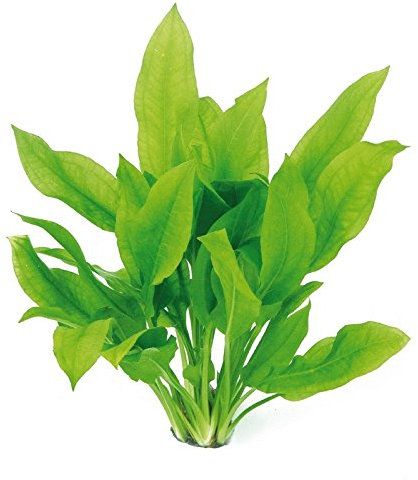 Plantes aquatiques vivantes pour aquarium, plantes d'eau douce