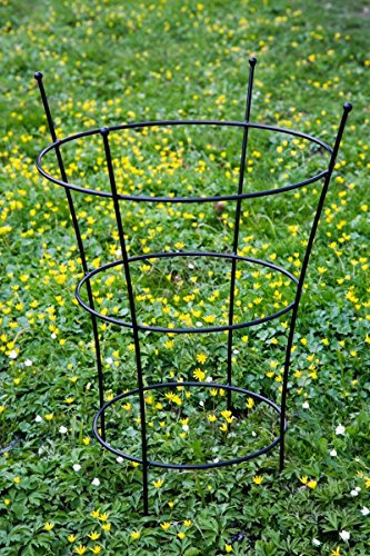 Stabiler Staudenhalter Schwarz H: 80cm, Volleisen Strauchhalter, Rankgerüst,