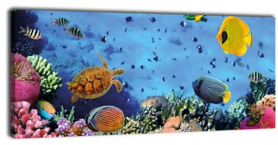 wandmotiv24 Leinwandbild Panorama Nr. 388 Korallenriff mit Fischen 100x40cm, Keilrahmenbild, Bild auf Leinwand, Unterwasser Riff Tauchen