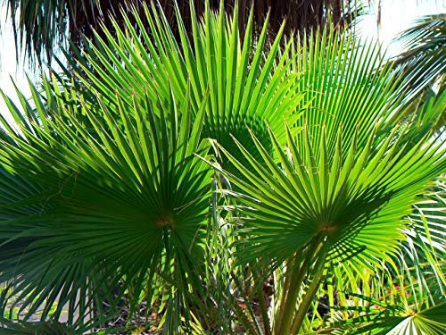 Washingtonia robusta 10 Palmensamen Petticoat-Palme