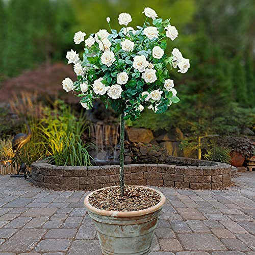 You Garden - White Rose Bushes x 2 - Pair of Standard Roses - Bare Root, 60cm Tall, Ready to Plant in UK Gardens