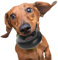 Goughnuts - Hunde-Kauspielzeug, praktisch unzerstörbar - Das Hundespielzeug für Power-Kauer hält selbst hartnäckigen Hunden Stand - Robuster Kautschukring für kleine Rassen 4-18 kg - Schwarz 9,5 cm