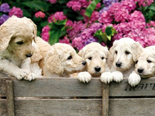 1art1 Hunde Labrador Welpen Im Garten, 2-Teilig Fototapete Poster-Tapete 240x180 cm