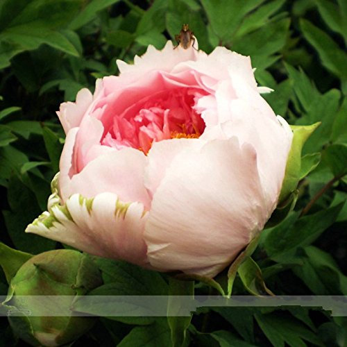 Erbstück Hellrosa Rose Red Baum-Pfingstrose ‚Qiu Ball‘ Blumensamen, Profi-Pack 5 Samen/Pack, stark duftende Blume
