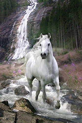 1art1 Pferde Poster Anmutiger Schimmel Am Wasserfall, Bob Langrish Plakat | Bild 91x61 cm