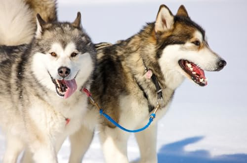 JOCHEN SCHWEIZER Geschenkgutschein: Husky Workshop