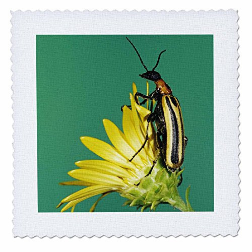 3dRose Blister Käfer Insekten auf Golden Aster, Texas – NA02 rnu0408 – Rolf Nussbaumer, Quilt, Platz, 6 von 6 (QS 84427 2)
