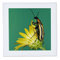 3dRose Blister Käfer Insekten auf Golden Aster, Texas – NA02 rnu0408 – Rolf Nussbaumer, Quilt, Platz, 6 von 6 (QS 84427 2)