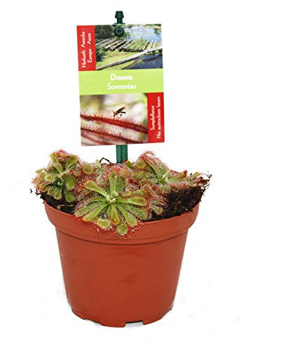 Exotenherz - Sonnentau - Drosera alicae - 9cm Topf