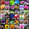 ¡VENTA! Las semillas de orquídeas mariposa 200PC, 36 variedades de semillas de Bonsai hermosas flores, mayores plantas de orquídeas ornamentales