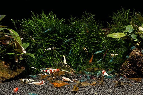 Bunter Garnelen Swinger Club - Neocaridina & Caridina-Mischung, 20 Stück