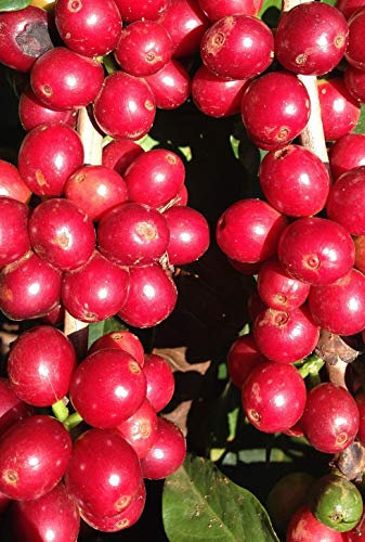 Coffea arabica nana - Zwergkaffeestrauch - 10 Samen