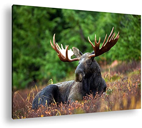Leinwandbild Ruhig liegender Elch, mächtig und friedlich Format: 100x70 cm XXL Kunstdruck Bild auf Keilrahmen/Wandbild/Wohnzimmer Deko
