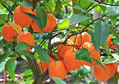 Tangerine Mandarin Citrus Fruit Tree Seeds