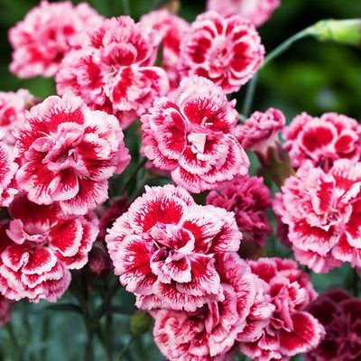 Pack x6 Dianthus Scent First® Sugar Plum Pinks Perennial Garden Plug Plants