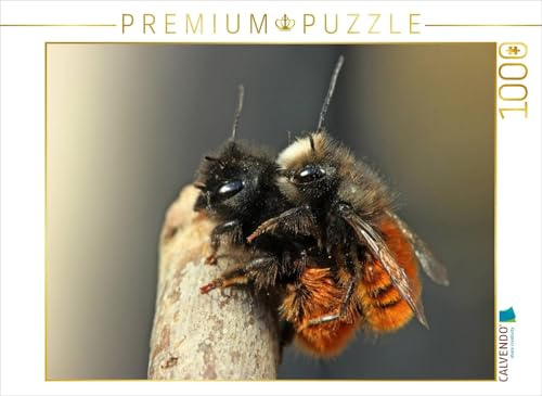 CALVENDO Puzzle Gehörnte Mauerbienen (Osmia cornuta) bei der Paarung | 1000 Teile Lege-Größe 64 x 48 cm Foto-Puzzle für glückliche Stunden