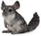 CollectA Langschwanz Chinchilla Tierfigur