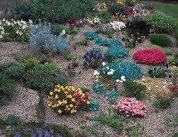 Collection of 10 Alpine Plants in 9CM POTS for Rockery BEDS Excellent Quality