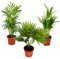 Exotenherz - Zimmerpalmen - 3er Set - Bergpalme (Chamaedorea) - Fächerpalme (Livistona) - Areca (Goldfruch-Palme)