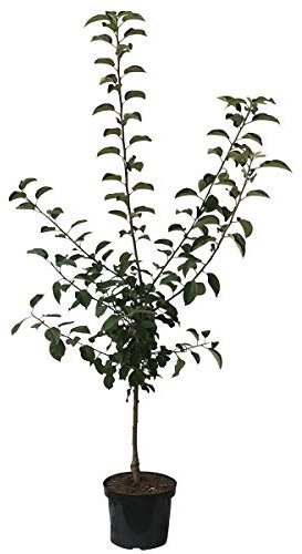 Apfelbaum Ingrid Marie Herbstapfel Buschbaum Weihnachtsapfel ca.110-140 cm im 9,5 Liter Topf M 26