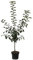 Apfelbaum Ingrid Marie Herbstapfel Buschbaum Weihnachtsapfel ca.110-140 cm im 9,5 Liter Topf M 26