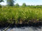Thuja Lebensbaum Brabant 50-60 cm 100 St. Hecke Heckenpflanze Topfballen