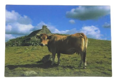 3D Postkarte Aubrac Kuh