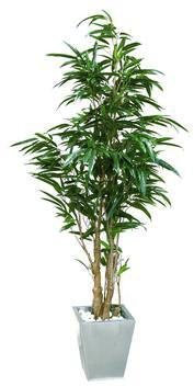 AUSLAUF Ficus Longifolia Kunstbaum, 846 Blätter, 210cm - künstliche Bäume Kunstpflanzen Gummibaum