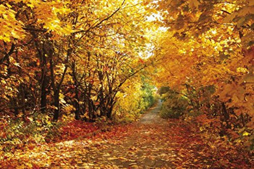 1art1 Forêts Sticker Mural Coleurs d'automne Magiques, Sentier De Forêt Poster Papier Peint Autocollant 180x120 cm