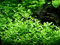 Tropica Aquarium Pflanze Bacopa 'Compact Nr.044A Wasserpflanzen Aquariumpflanzen