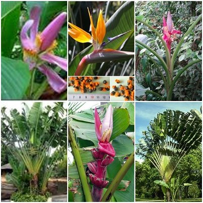 kleinwüchsige Bananen/Strelitzien 6 Arten je 10 Samen !