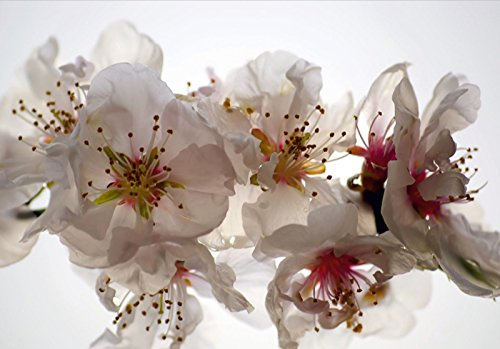 Fototapete FTNxxl0385, Blumen