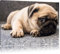 Pixxprint Süßer Mops auf Teppich, Größe: 120x80cm, Leinwandbild, fertig gespannt, Wandbild, Dekoration, Kunstdruck, kein Poster