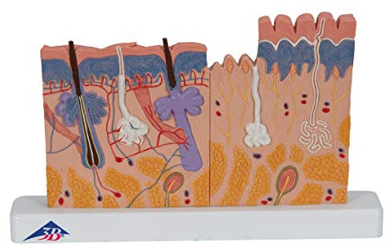 3B Scientific Menschliche Anatomie - Hautschnitt, 40-fache Größe + kostenlose Anatomie App - 3B Smart Anatomy, J11