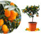 Meine Orangerie Kumquat - echte Zitruspflanze - Fortunella margarita - Ovale Kumquat - Kumquat Tree - veredelte Zwergorange in Gärtner-Qualität (Topf Ø 22cm)