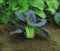 PREMIER SEEDS DIRECT - CABBAGE - PAK CHOI RED - CHOI F1-1.2 Gm ~ 400 SEEDS