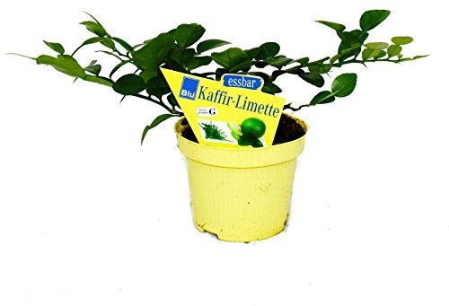 Exotenherz - Kaffir-Limette - Citrus hystrix - 1 Pflanze - Kaffernlimette Gewürzpflanze