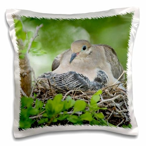3dRose Mourning Dove-Bird-Rio Grande Valley-Texas-Na02 Rnu0193-Rolf Nussbaumer Design-Kissenbezug, Weiß, 16 x 16