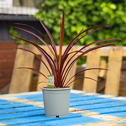 Large Traditional Evergreen House Plants in Pot - Australis Red Star