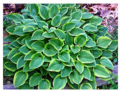 GARTHWAITE NURSERIES® : - 5 Hosta Golden Tiara Plantain Lily Hardy Bare Root Perennial Plant Grade 1