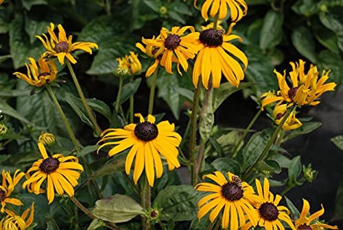 Sonnenhut 'Goldsturm' - Rudbeckia fulgida var. sullivantii - Winterhart und mehrjährige Pflanze - 1 Pflanze im 9 cm Topf von Garten Schlüter - Pflanzen in Top Qualität