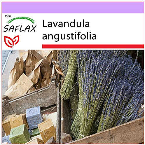 SAFLAX - Lavanda - 150 semi - Lavandula angustifolia