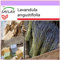 SAFLAX - Lavanda - 150 semillas - Lavandula angustifolia