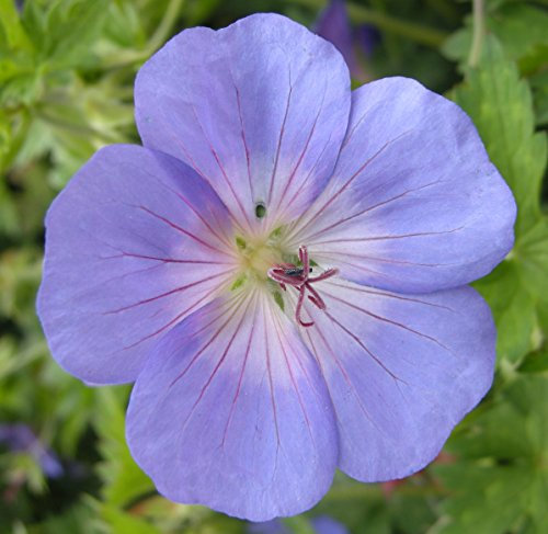 Hardy Geranium 'Johnson's Blue' 15cm Pot Size